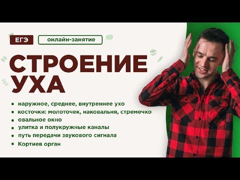 Видео: Строение уха | ЕГЭ Биология | Даниил Дарвин