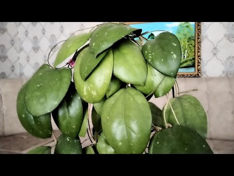 Видео: 22 Хойи.Коллекция мамы🌿💚(2 часть)