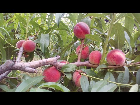 Видео: Персик Киевский Ранний.  КАК ДОБИТЬСЯ УРОЖАЯ ПРИ СЛОЖНЫХ ПОГОДНЫХ УСЛОВИЯХ
