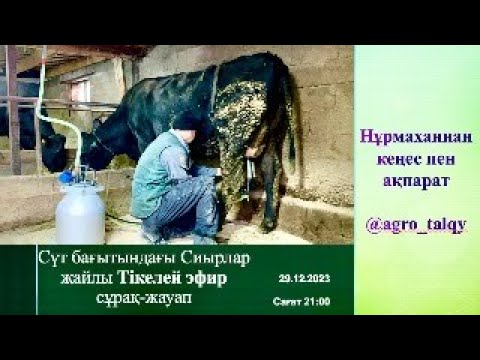 Видео: Жалпы Сүтті Сиырлар жайлы Тікелей Эфир