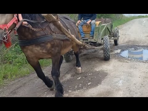 Видео: Суперова проба "кобили" Мая 🤞🦾/ Коні ваговози Коні в роботі...🔥🏆👍🐴🇺🇦