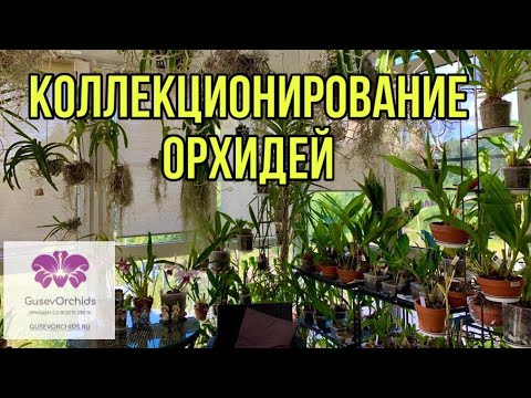 Видео: Коллекционирование орхидей
