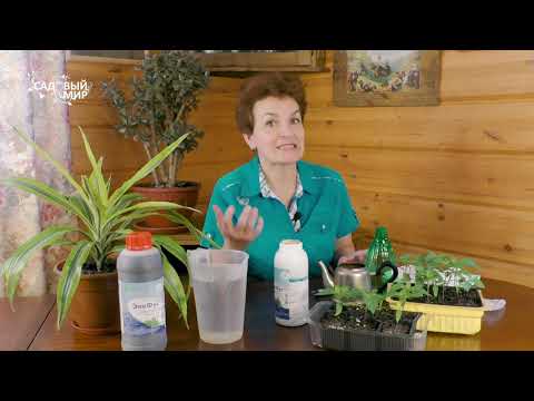 Видео: Рассада застыла: ни туда - ни сюда. Почему плохо растет рассада томатов и перцев