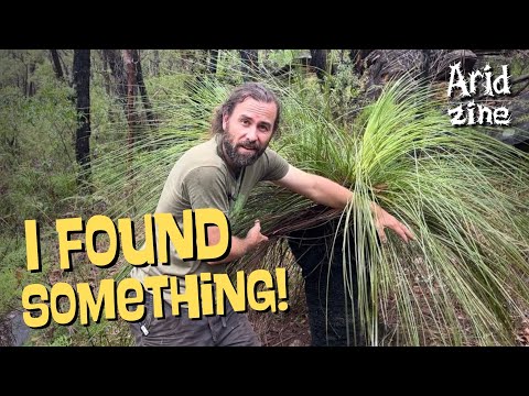 Видео: Суккуленты Австралии: странные, редкие и недооцененные