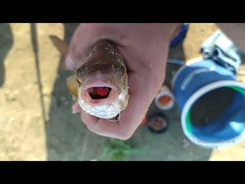 Видео: Запорожье.Рыбалка в Беленьком.Три часа шикарного отдыха #fishing