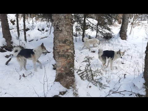 Видео: В тайгу, тайга зовёт!