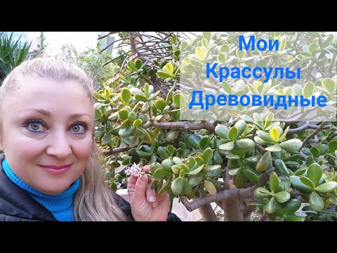 Видео: Мои Крассулы Древовидные🌳Коллекция #Крассула