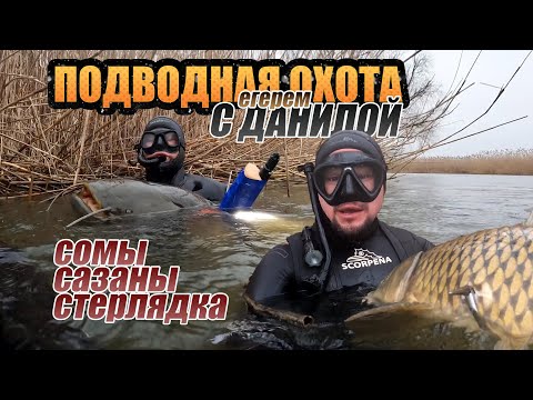 Видео: Подводная охота на протоках в январе! Сомы, сазаны и стерлядь.