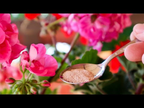 Видео: Налейте это в GERANIUM и она зацветет как сумасшедшая 2 супер трюка