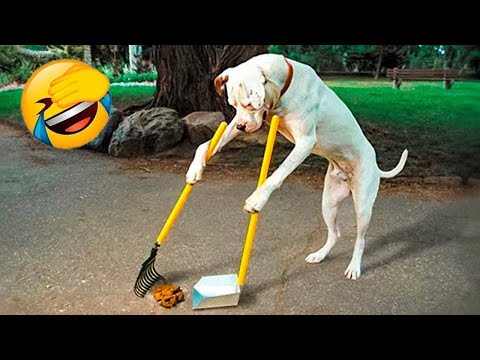 Видео: Смешни клипове (Част 3) 😂 Компилация със забавни животни 😸 Смешни котки и кучета