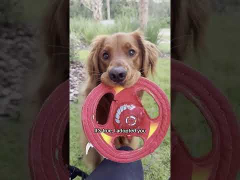 Видео: Самые милые моменты с собаками 🐶 | 5-минутная подборка