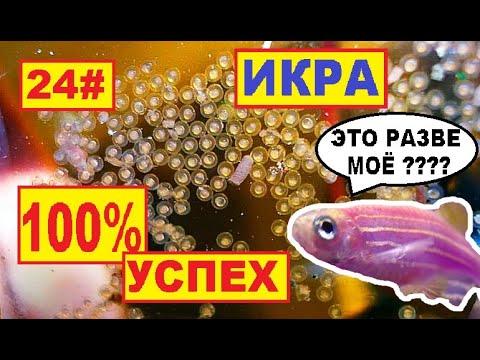 Видео: 24# ИКРА ДАНИО 100% УСПЕХ НЕРЕСТА  ВСЁ СРАБОТАЛО