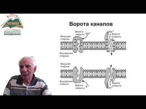 Видео: Ионные каналы (БИК 22)