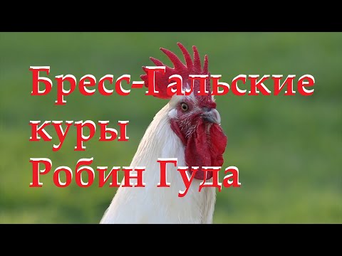 Видео: Бресс-гальские куры Робина Гуда