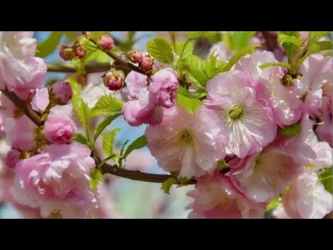Видео: 🍀Мой майский парфгардероб🌷☘🌿    #парфюмерия #парфгардероб #духи