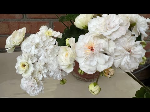 Видео: Пеларгонии Белоцветковые