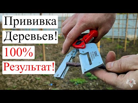 Видео: Как ПРИВИВАТЬ ПЛОДОВЫЕ Деревья / 100% Приживаемость!!!