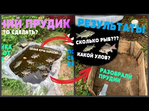 Видео: РЕЗУЛЬТАТЫ НАШЕГО ПРУДИКА - СКОЛЬКО КАРАСЕЙ МЫ ВЫЛОВИЛИ? l РАЗБИРАЕМ ЛЕТНИЙ ПРУДИК l МНОГО КАРАСЕЙ!