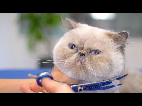 Видео: Вы устали? Я тебя крепко обниму!😻🛁✂️❤️