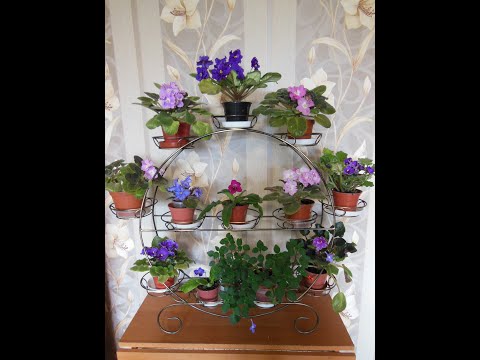 Видео: Комнатные растения на работе. Долгожданный цветок.