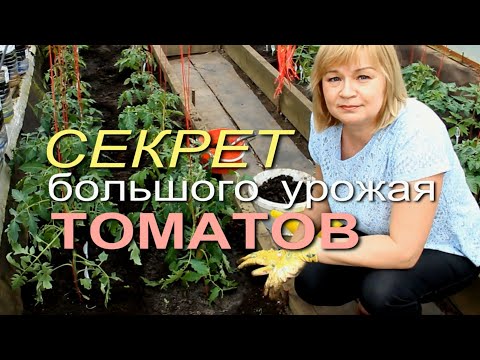 Видео: КАК УВЕЛИЧИТЬ УРОЖАЙ ТОМАТОВ В ДВА РАЗА! Советы от ЗЕЛЕНОГО ОГОРОДА!