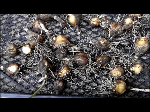 Видео: КОГДА ВЫКАПЫВАТЬ НАРЦИССЫ