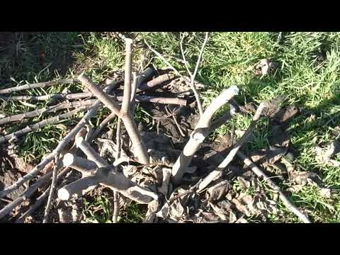 Видео: Обрезка инжира
