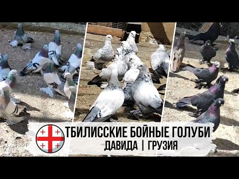 Видео: Тбилисские бойные голуби Давида из г. Тбилиси, Грузия | თბილისის მტრედები | Pigeons of Georgia