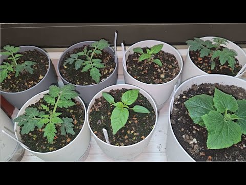 Видео: ЗИМИНИЙ ОГОРОД НА ОКНЕ, подкормки, уход и от мошек ЧАСТЬ 3