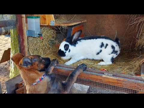 Видео: СОДЕРЖАНИЕ КРОЛИКОВ🐇🐇ОБЗОР ХОЗЯЙСТВА🐰🐓🐇🐔🦆🐓