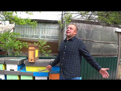 Видео: Сравнение прививочного ящика с классическим стартером