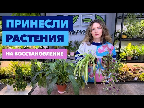 Видео: Привожу в порядок комнатные растения (не мои) » Январь 2025
