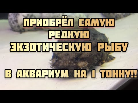 Видео: Очень редкая экзотическая рыба в аквариуме на 1000 литров!!