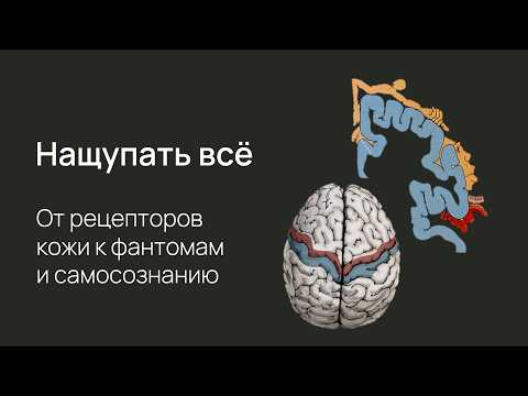 Видео: Осязание: от кожи к соматосенсорной коре