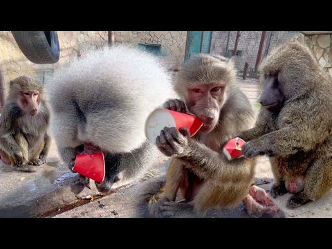 Видео: ПРИДЕТСЯ Елисею весь вольер ВЫЛИЗЫВАТЬ! Люся РАЗМАЗАЛА пюрешку ВЕЗДЕ! Стаканчик ПАВИАНАМ не осилить!