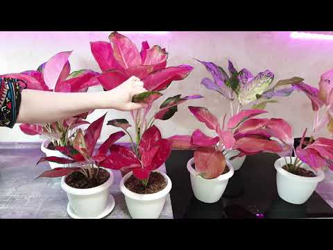Видео: Красная красота!!Аглаонемы.Chang Daeng.Orange Goldstar.Sooksom Jaipong.Elephant ears reb.Полив,уход.