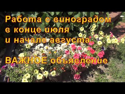 Видео: Работа с виноградом в конце июля и начале августа  Важное объявление
