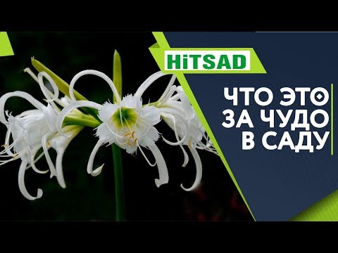 Видео: Цветочная Экзотика в Саду 🌺 ИСМЕНА или ГИМЕНОКАЛЛИС 🌺
