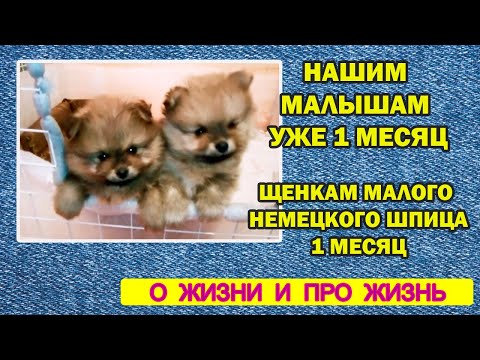 Видео: Нашим малышам уже 1 месяц | щенкам малого немецкого шпица 1 месяц