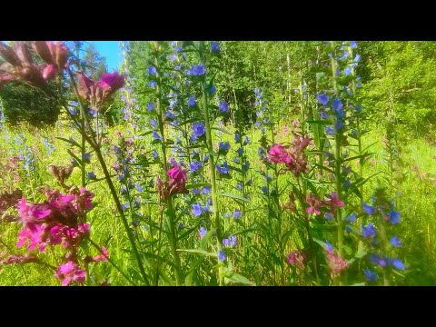 Видео: ИЮНЬ