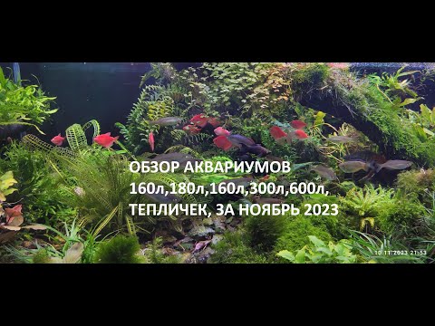 Видео: аквариумы с растениями обзор  160л, 180л, 160л,300л , 600л, теплички за ноябрь 2023