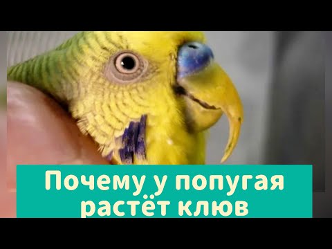 Видео: ПОЧЕМУ У ПОПУГАЯ РАСТЁТ КЛЮВ