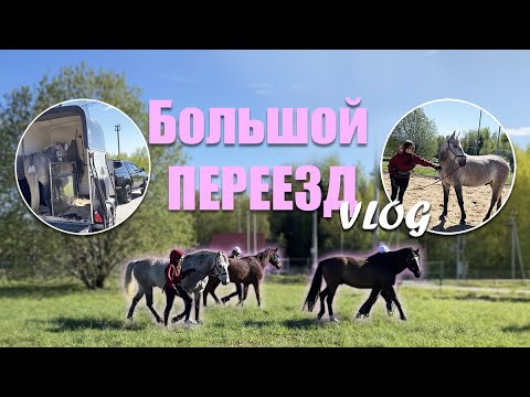 Видео: Опять ПЕРЕЕЗД!? 🤪| ИДЕАЛЬНАЯ КОНЮШНЯ? | Мечты лошадей
