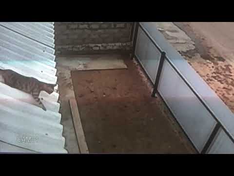 Видео: Кэтэпикфэйл