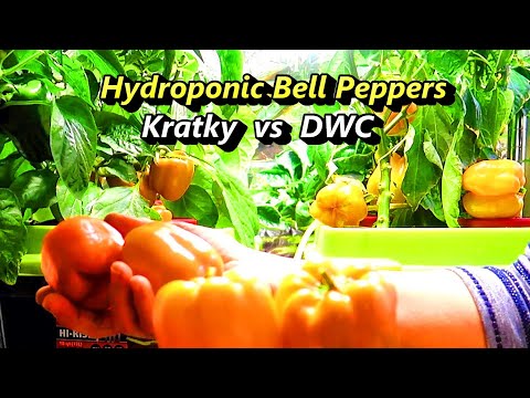 Видео: Гидропонные перцы от семян до урожая: сравнение Kratky и DWC