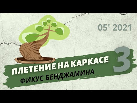 Видео: Плетение фикуса Бенджамина спиралью на каркасе. Часть 3 | Май 2021