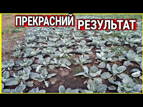 Видео: ВИСАДЖУЮ КАПУСТУ+РЕЗУЛЬТАТ