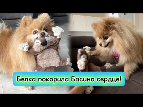 Видео: Белка покорила Басино сердце! 