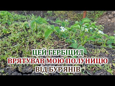 Видео: Цей гербіцид врятував мою полуницю від бур'янів