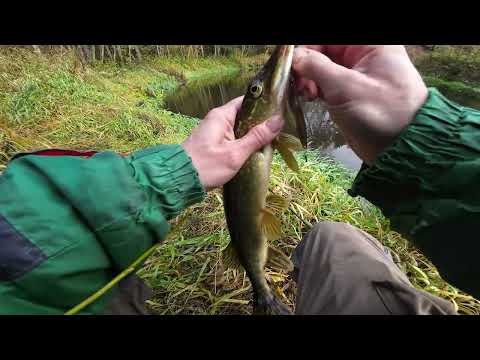 Видео: р. Кемка, щука на силикон.